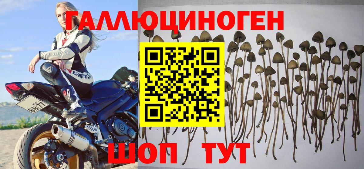 Галлюциногенные грибы Psilocybe Ливны