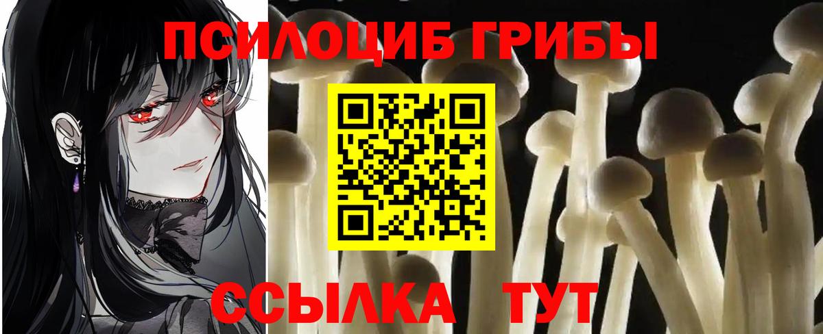 Ливны  Псилоцибиновые грибы Psilocybe  Вход с VPN 
